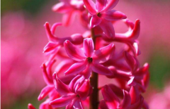 桃红色风信子的花语有哪些？