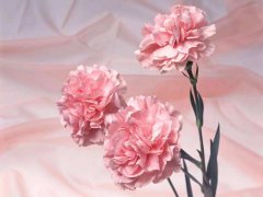 粉色康乃馨花语和故事传说有哪些？