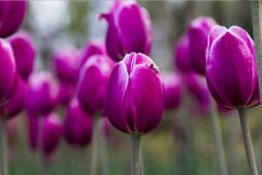 紫色郁金香的花语有哪些？