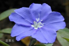 蓝星花有什么独特之处？蓝星花的花语介绍有哪些？