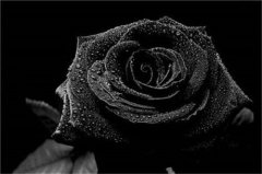 黑玫瑰传说故事及黑玫瑰的花语有哪些？