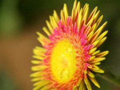 桑布利亚白日菊的花语有哪些？
