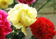 各种颜色康乃馨的花语有哪些？