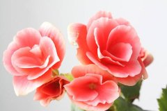 海棠花的花语和传说有哪些？