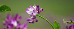 紫云英的花语有哪些？