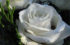 洛丽玛丝玫瑰花语及相关传说有哪些？