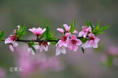 十二月花神之三月的桃花花语和传说有哪些？