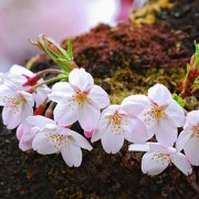 樱花的花语有哪些？