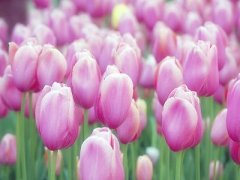 荷兰国花是什么花？ 郁金香花语有哪些？