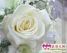 白玫瑰的花语和象征代表意义