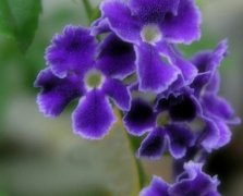 蓝色水菊的花语有哪些？