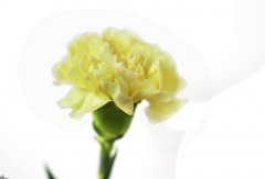 康乃馨花语：黄色康乃馨的花语有哪些？