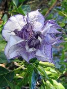曼陀罗花语大全：紫色曼陀罗的花语有哪些？