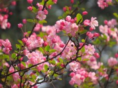 山樱花花语及传说有哪些？