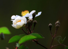 野蔷薇的花语和传说介绍有哪些？