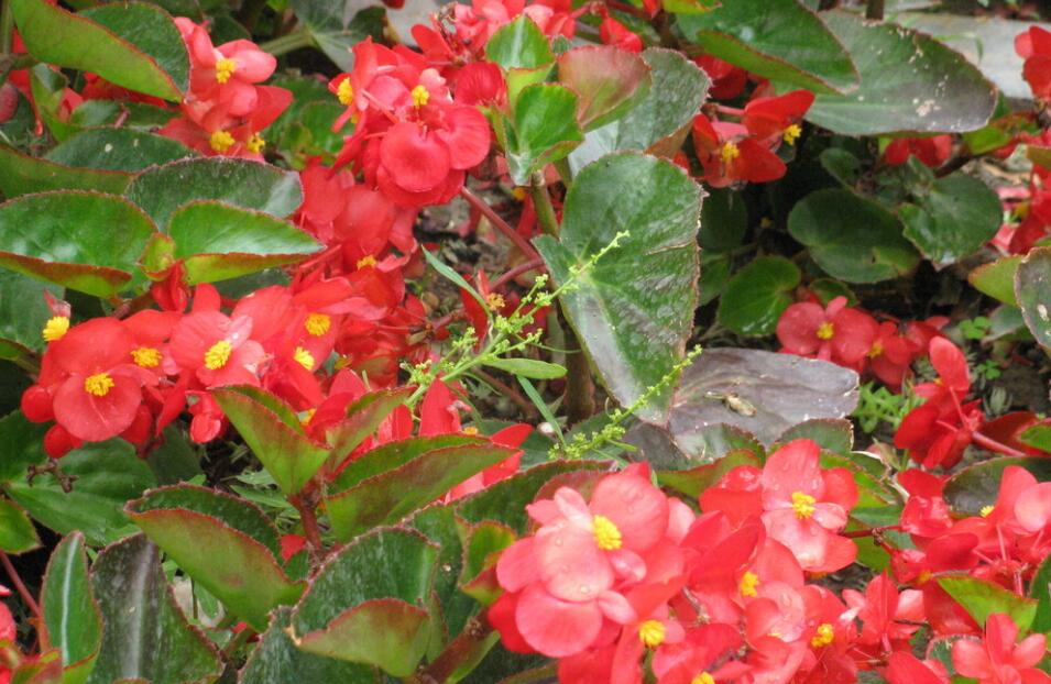 四季海棠的花语是什么？