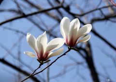 什么是木兰花 木兰花的花语有哪些？