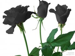 黑玫瑰花语传说故事 黑玫瑰花的包装方法有哪些？