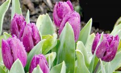 紫色郁金香的花语及传说有哪些？
