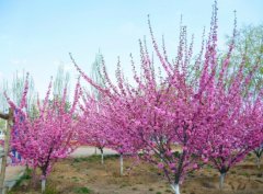 榆叶梅的花语有哪些？