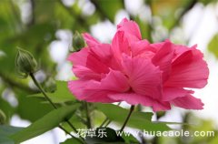 十二月花神之十月的花神木芙蓉花语和传说有哪些？