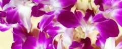 紫色洋兰的花语
