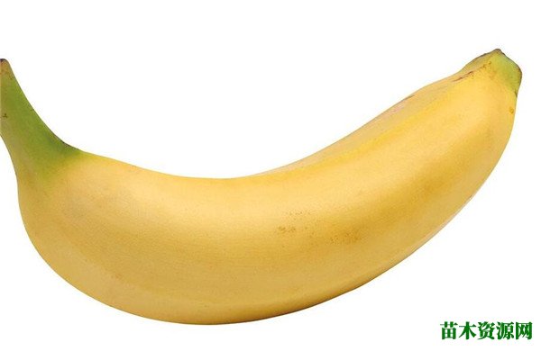 香蕉价格多少钱一斤 香蕉花期花语寓意