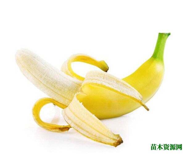 香蕉价格多少钱一斤 香蕉花期花语寓意