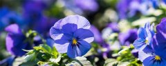 紫罗兰花语 紫罗兰的花语是什么