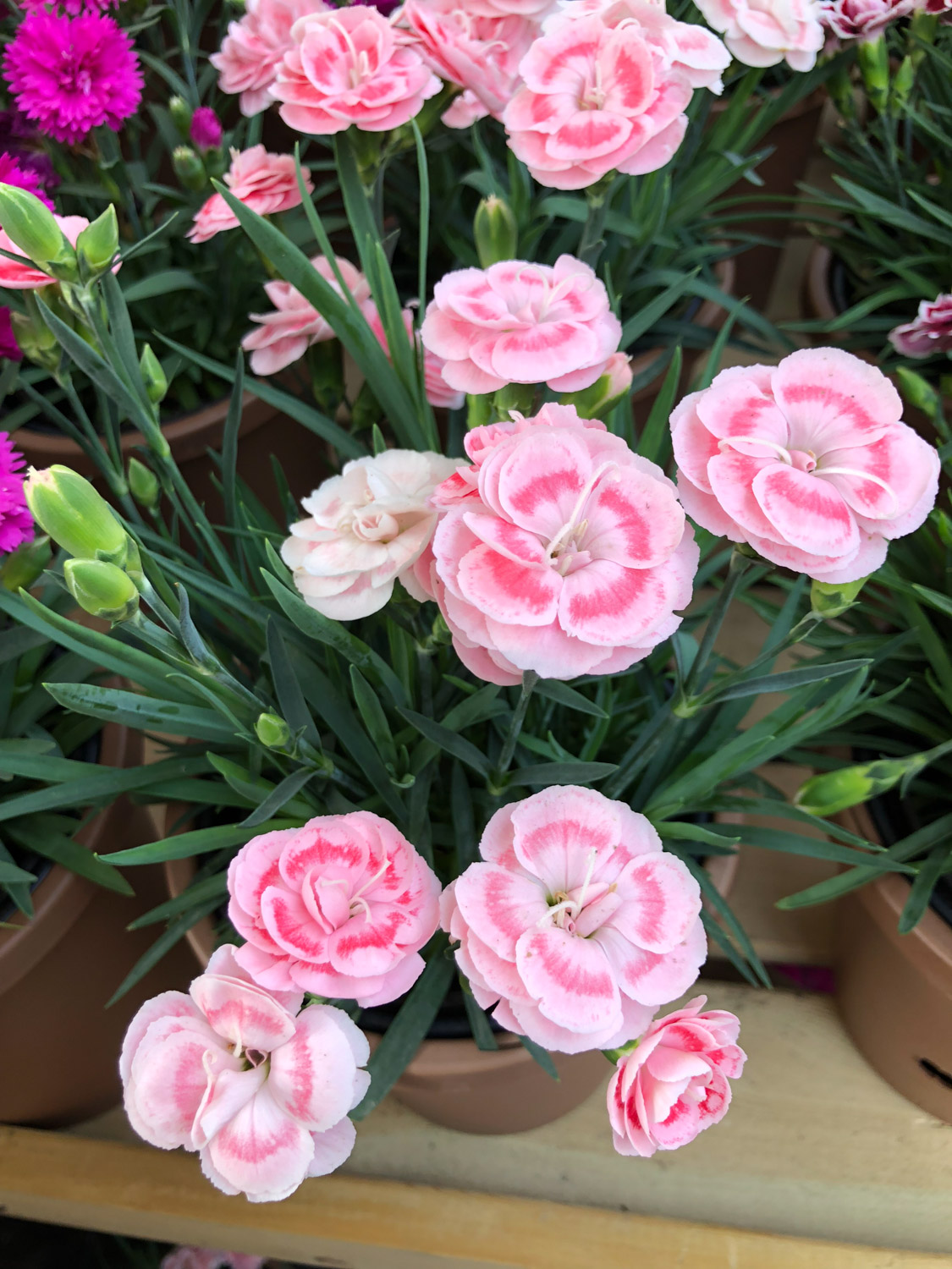粉色康乃馨的花语和寓意是什么