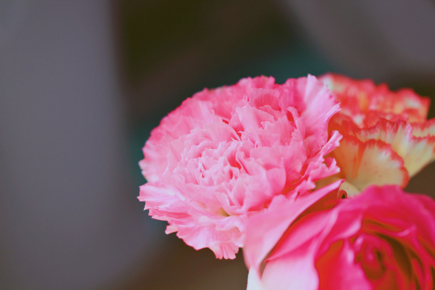 粉色康乃馨的花语和寓意是什么