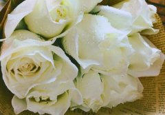 21朵白玫瑰花语有哪些？