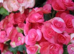 丽格秋海棠的花语有哪些？