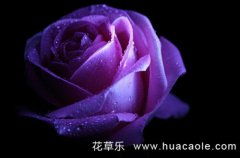 紫色玫瑰花语及紫玫瑰传说有哪些？