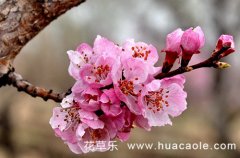 十二月花神之二月的杏花花语及传说有哪些？