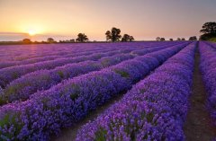紫色薰衣草的花语是什么？