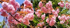 樱花的花语与寓意是什么