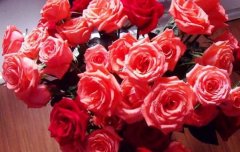 送女朋友22朵玫瑰花语有哪些？