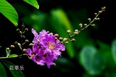 紫薇的花语与民间传说有哪些？