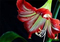 鹤顶红花有毒吗怎么养 鹤顶红几月份开花花语是什么