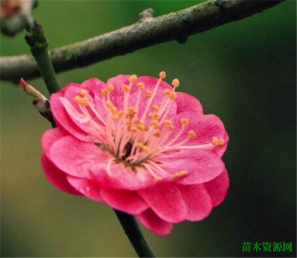 梅花几月份开花花语是什么 梅花的精神象征意义