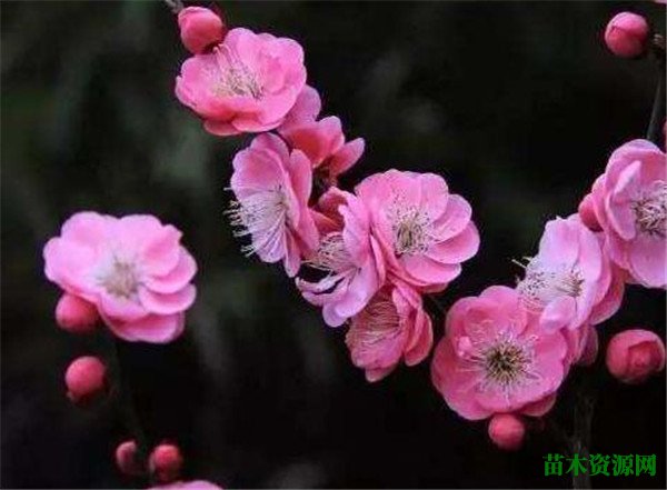 梅花几月份开花花语是什么 梅花的精神象征意义