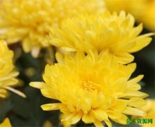 蒿子和黄菊花的区别 黄菊花的花语和寓意
