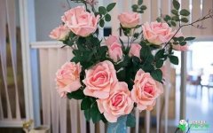 6月3日法国玫瑰花生日花语有哪些？