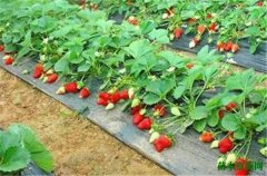 草莓几月份开花 草莓的花语和寓意象征