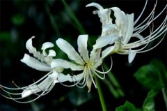 白花石蒜的花语和传说有哪些？