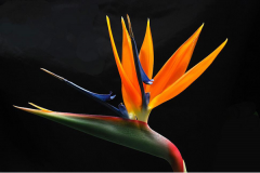 鹤望兰姿态优雅，它的花语有哪些？