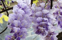 紫藤花的花语是什么？关于紫藤花的传说很美，也许你应该知道