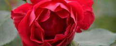 红色的月季花花语有哪些？