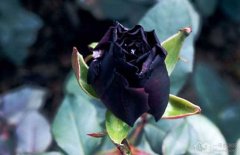 黑色玫瑰的花语有哪些？